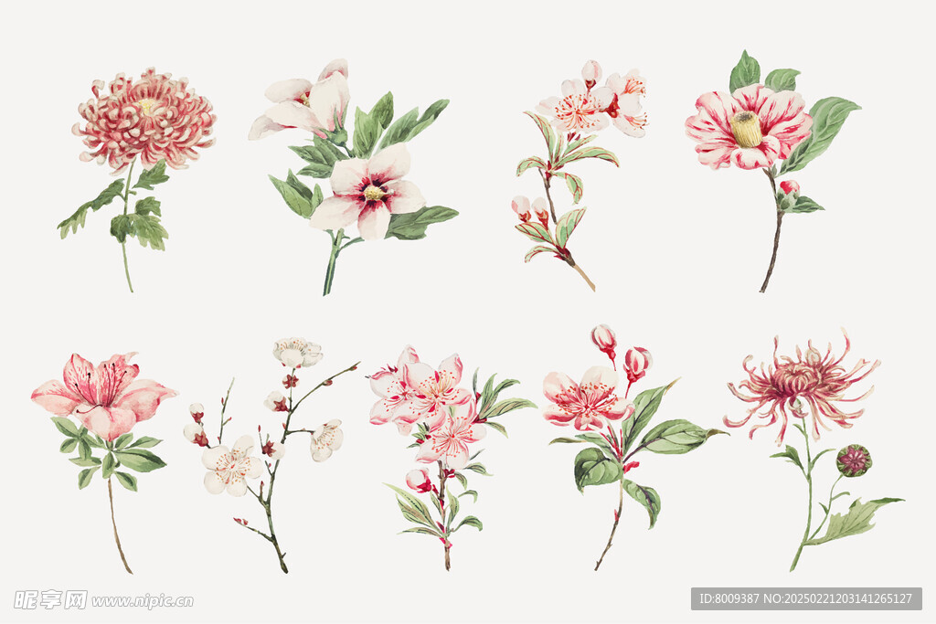 水彩手绘花卉插画