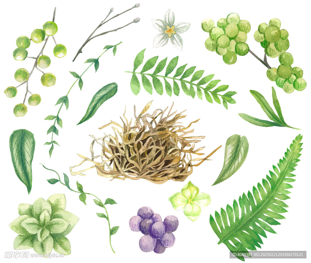 手绘水彩绿植树叶插画
