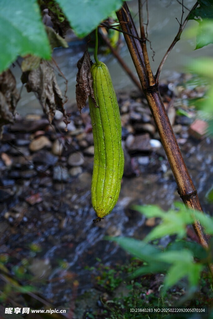 丝瓜摄影