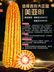 美亚81玉米种子海报