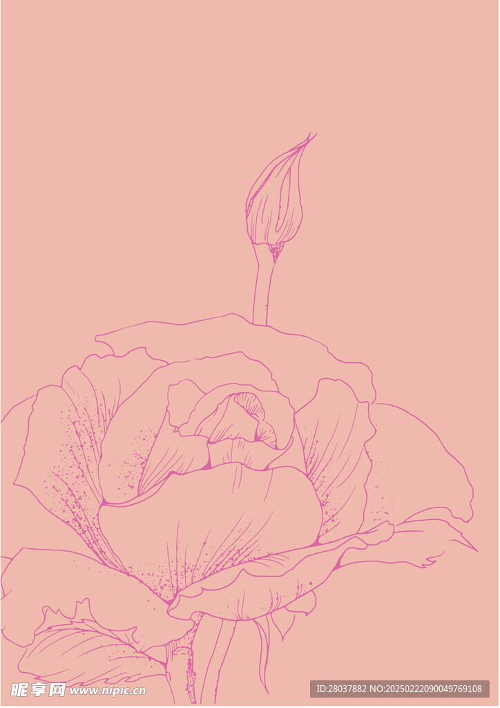 矢量玫瑰花