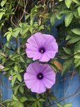 牵牛花