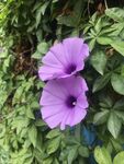 牵牛花