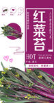 红菜苔小常识吊旗