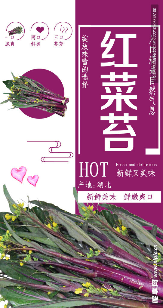红菜苔小常识吊旗