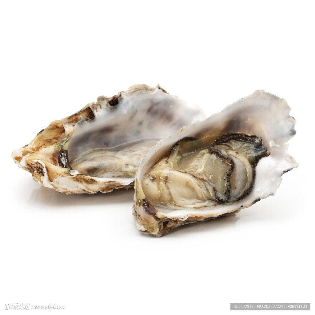 生蚝