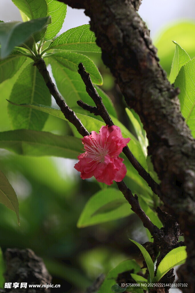 绿叶中的桃花