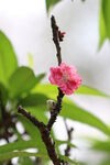 一枝桃花