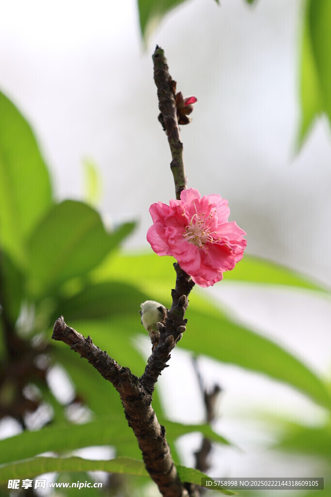 一枝桃花