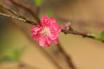 桃花特写