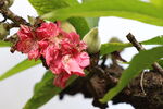 桃花与桃子