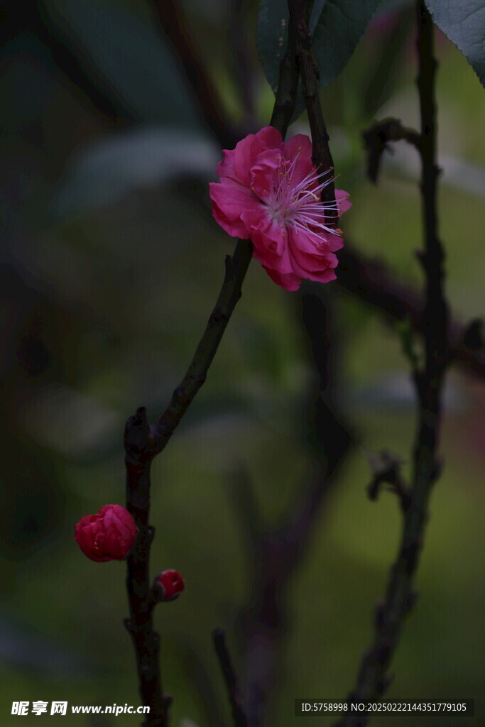 桃花枝