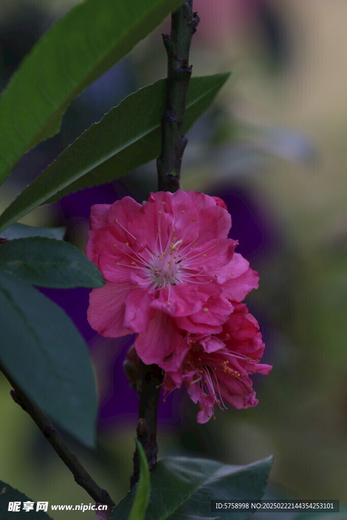 桃花盛开