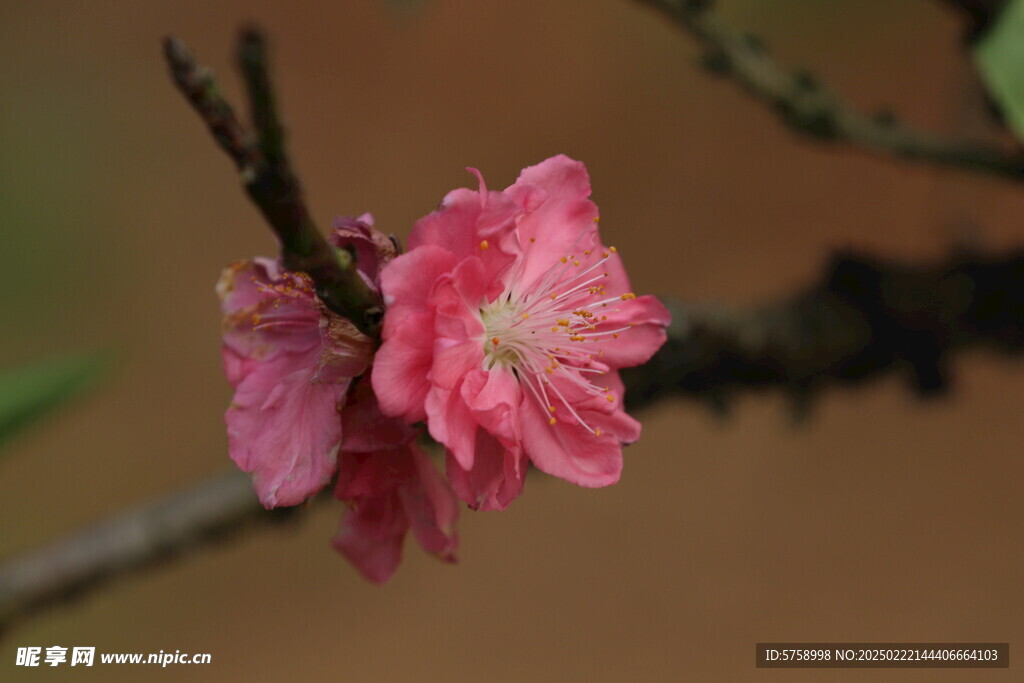 桃花特写