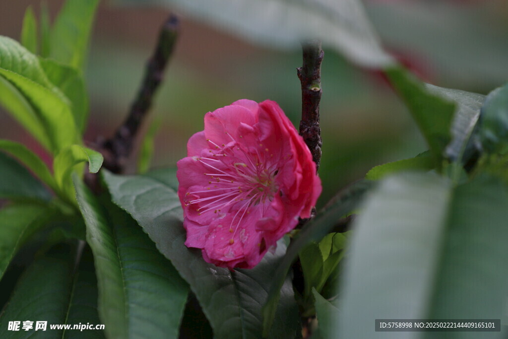 一朵桃花