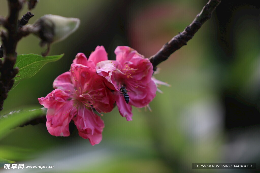 蜜蜂在桃花上采蜜