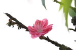 一朵桃花
