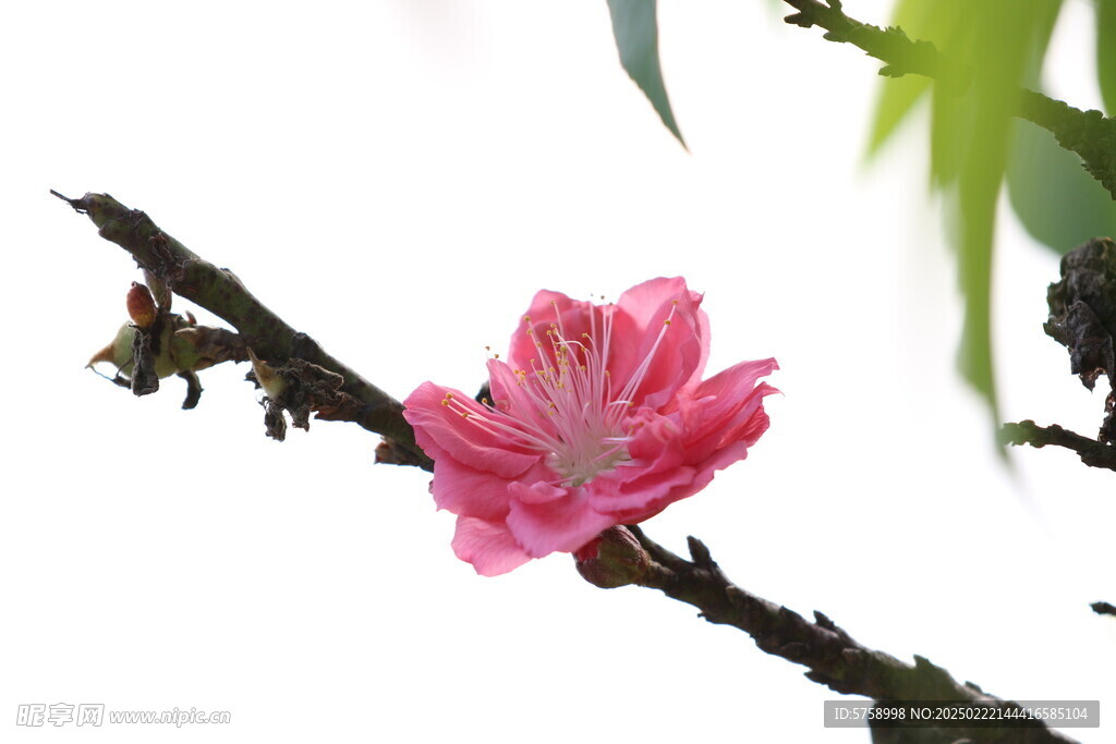 一朵桃花