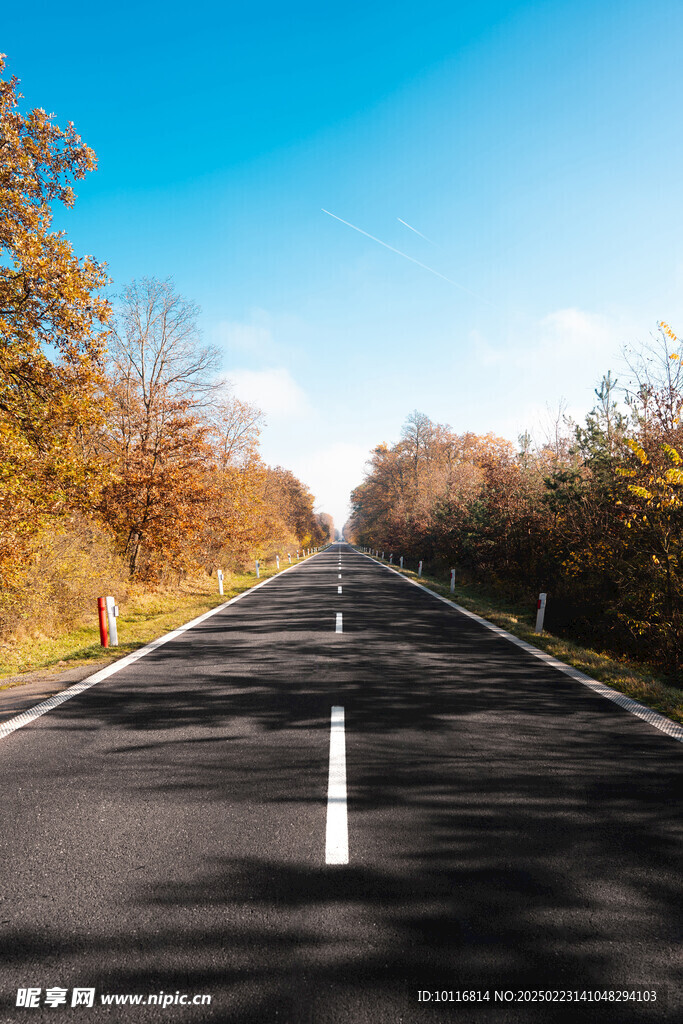 树木公路