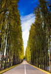 树林公路
