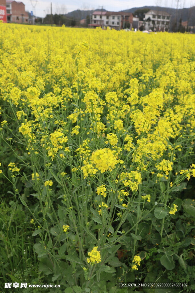 油菜花