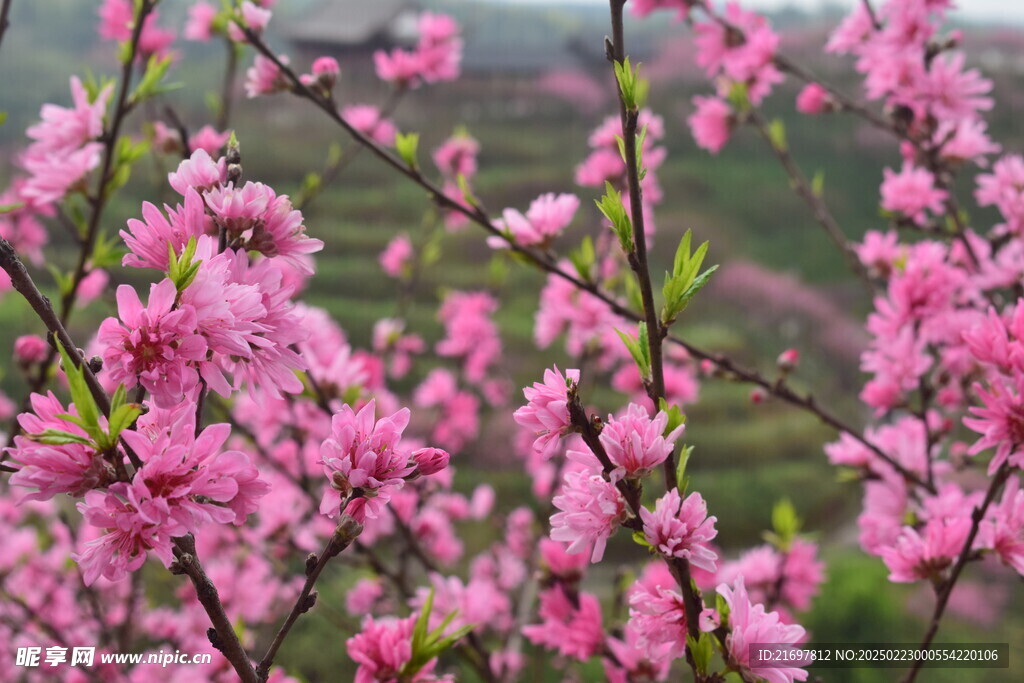 桃花