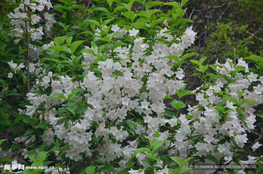 白花锦带花