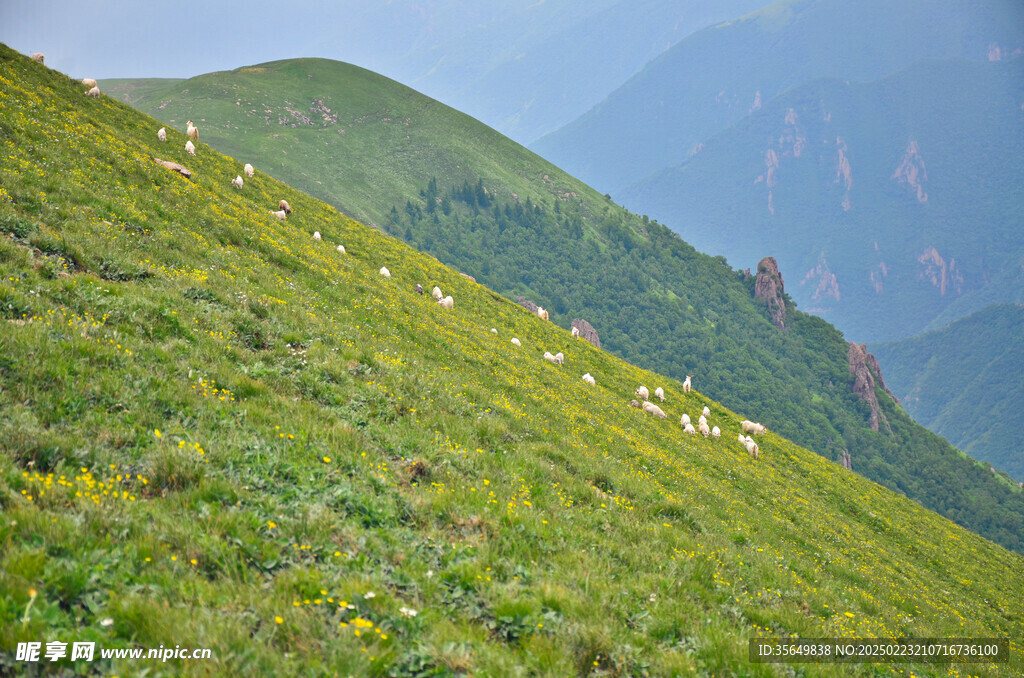 茶山风光