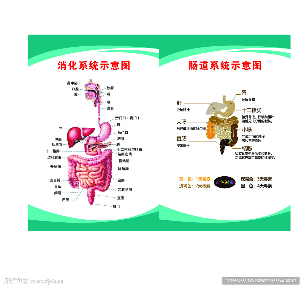 消化系统示意图 肠道系统示意图