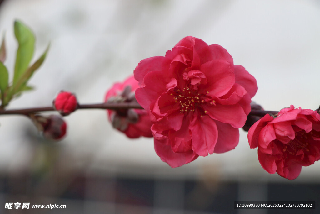 桃花