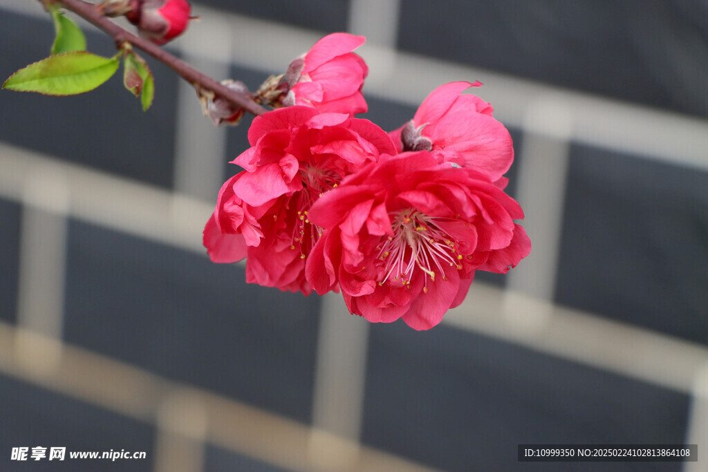 桃花