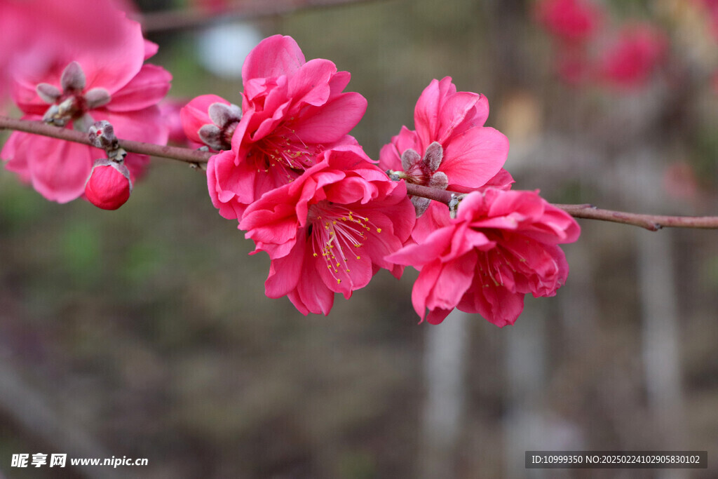 桃花