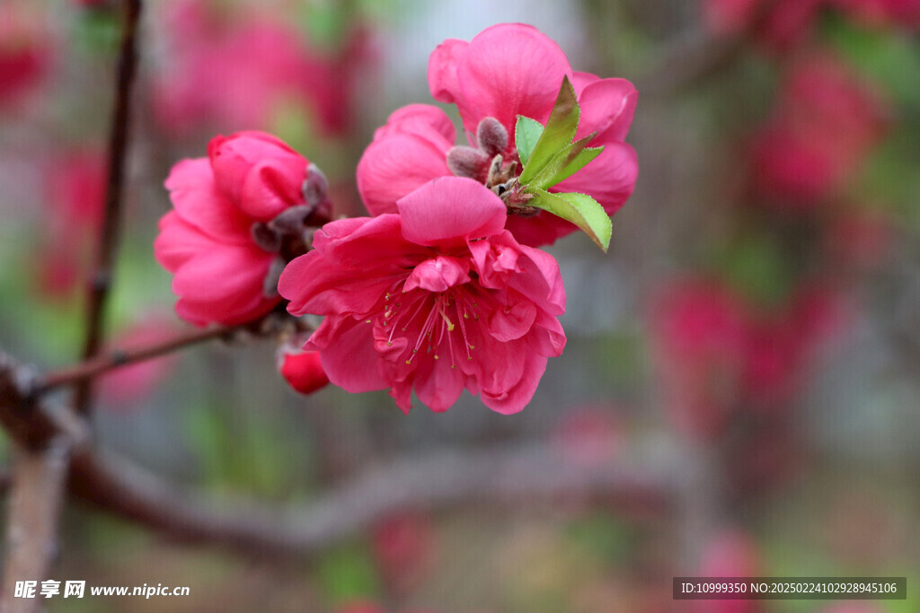 桃花