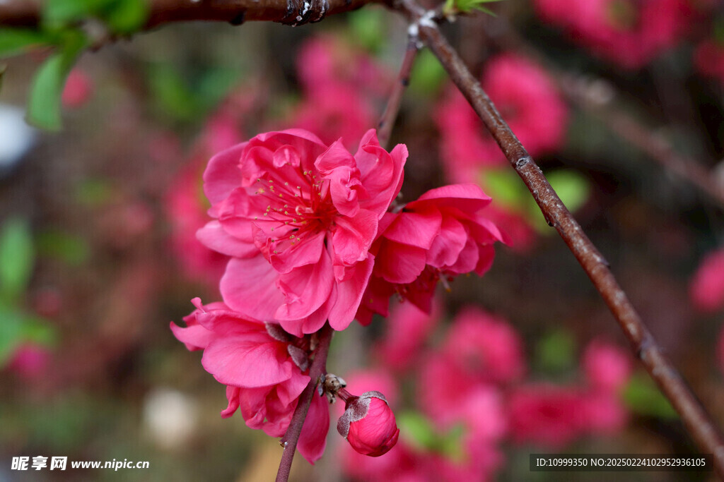 桃花