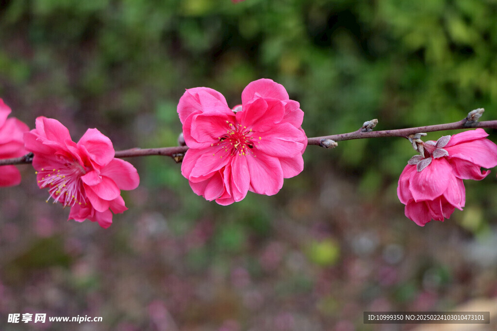 桃花