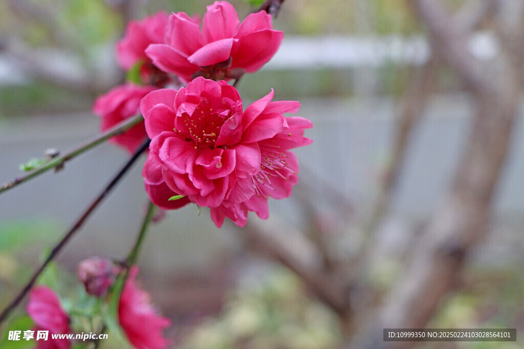桃花