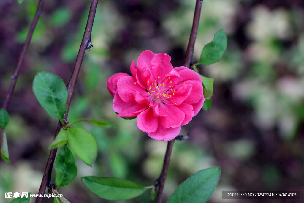 桃花