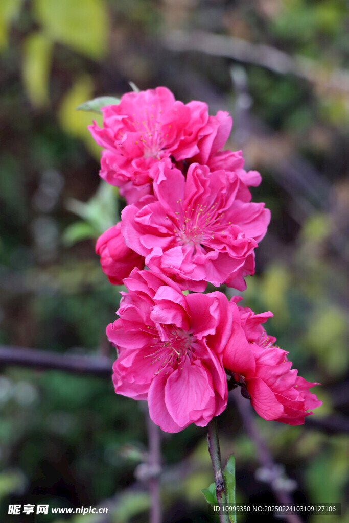 桃花盛开