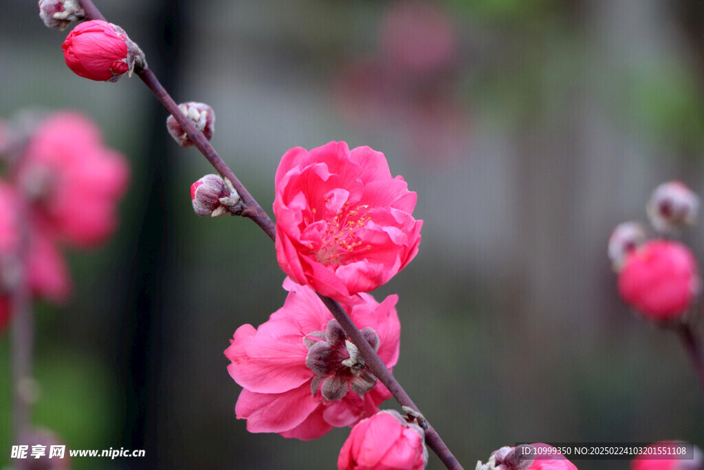 桃花