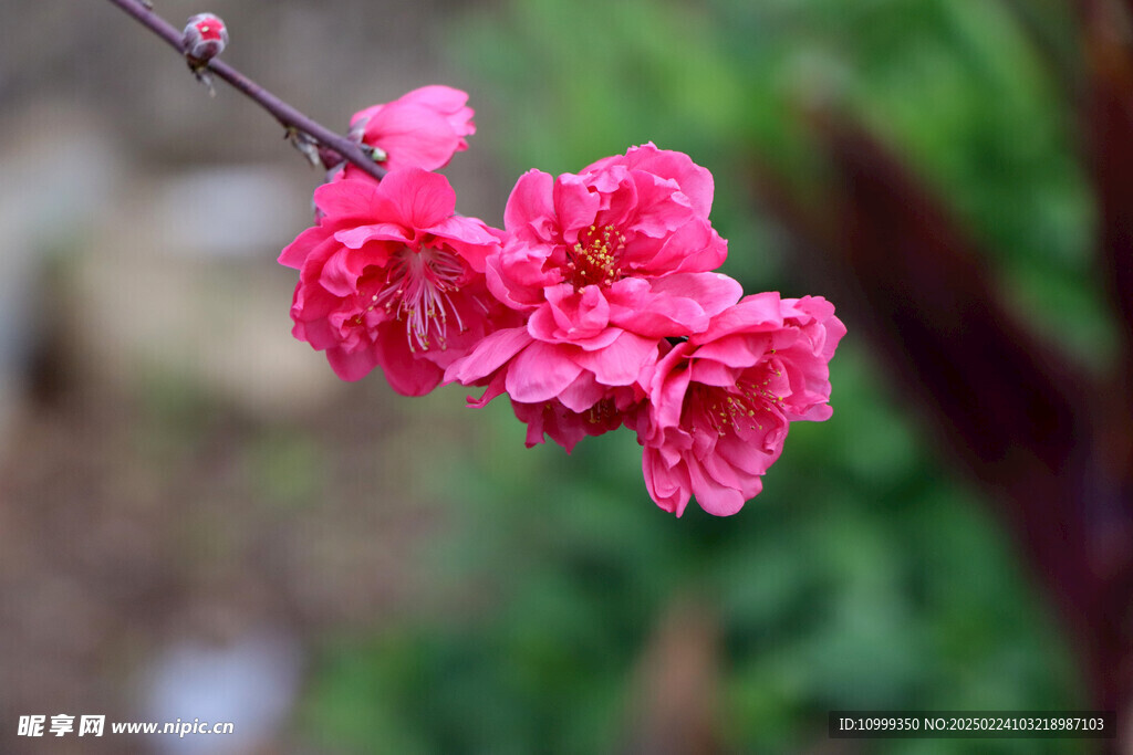 桃花盛开