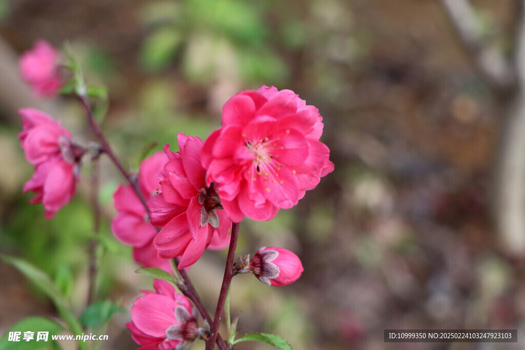 桃花