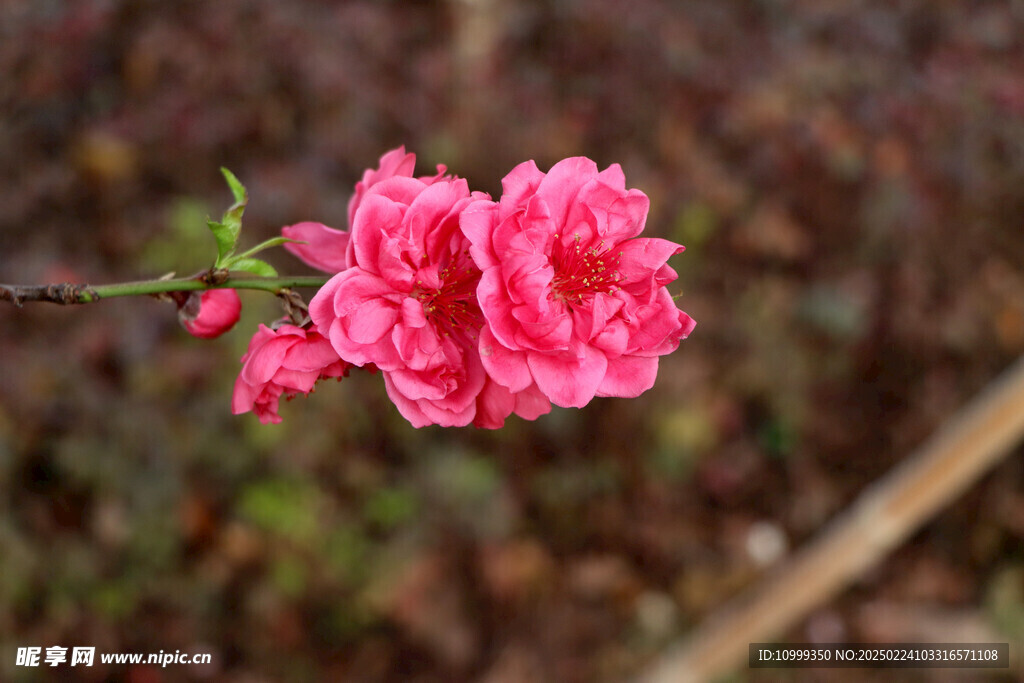 桃花