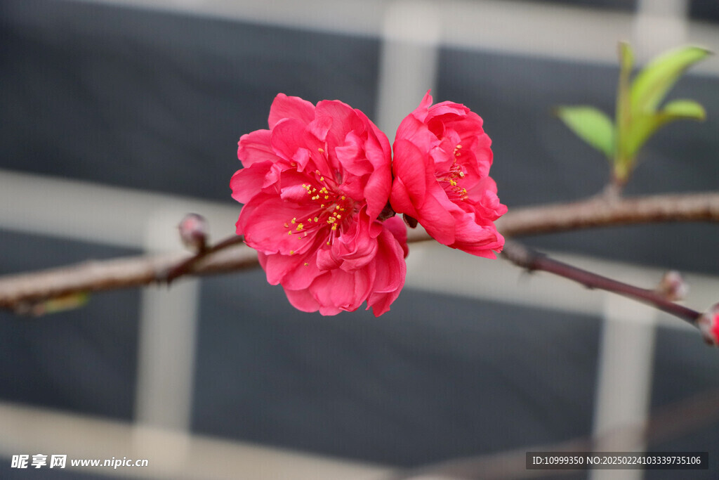 桃花