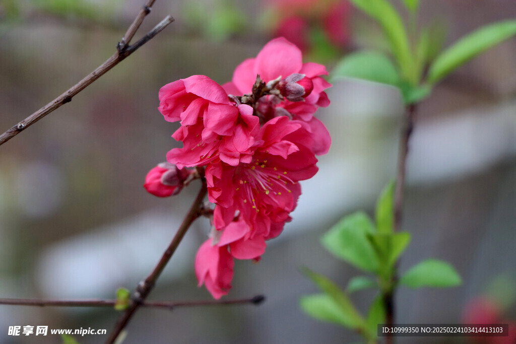桃花