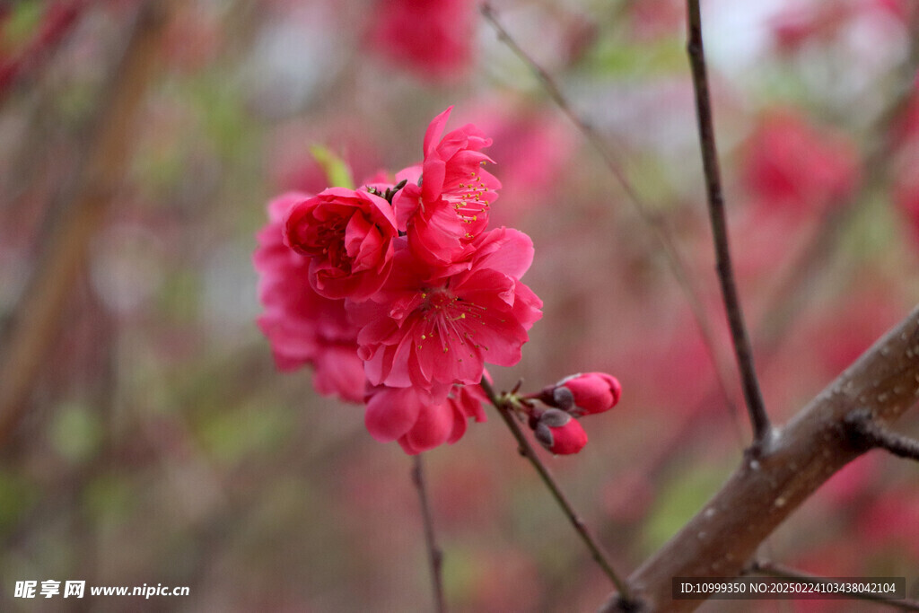 桃花盛开