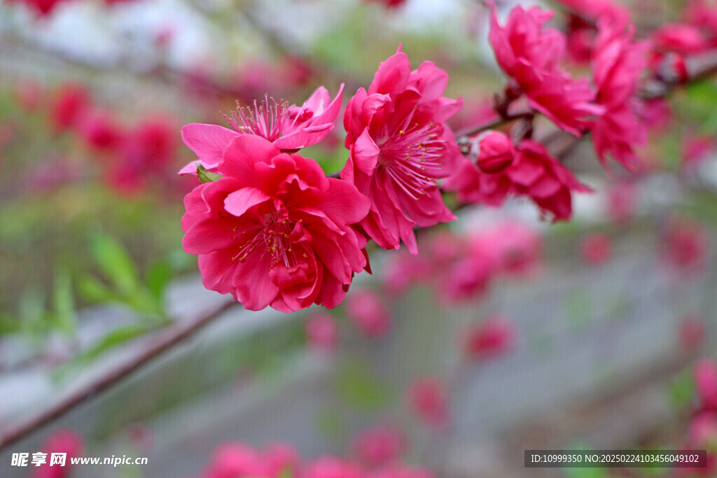 桃花