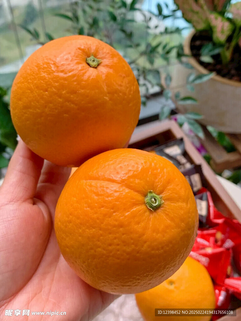 脐橙