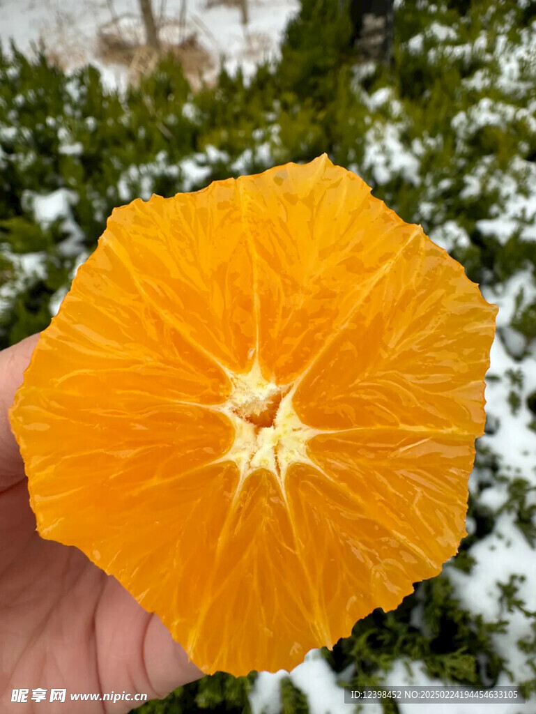 脐橙