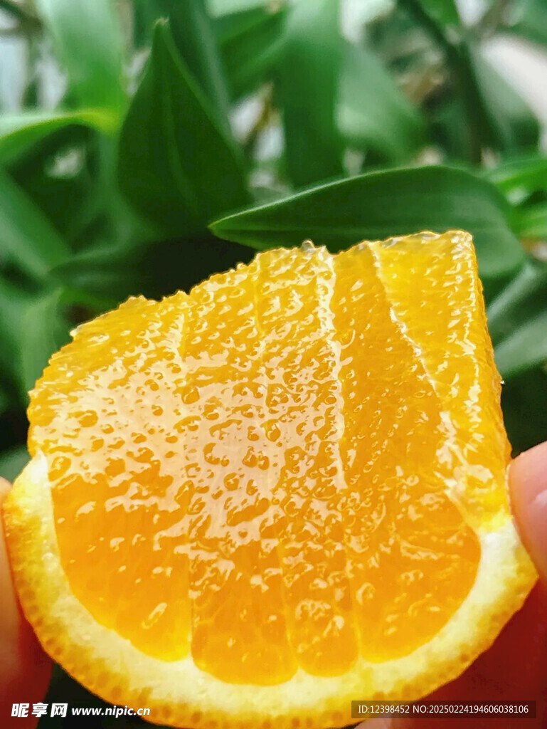 脐橙