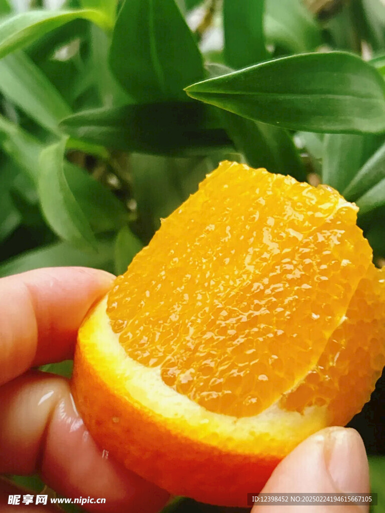 脐橙